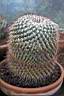 MAMMILLARIA SP_B001.jpg